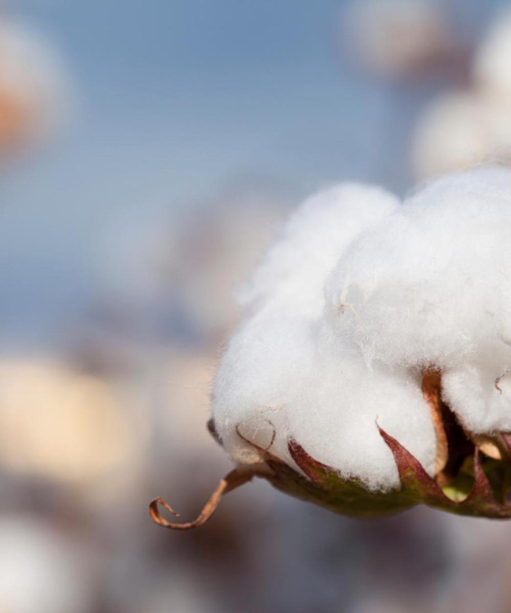 Fox Car Rental near Francisco Sarabia International Airport