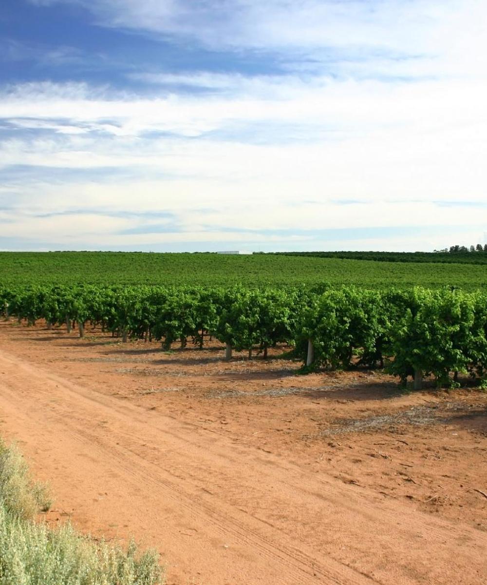 Book cheap flights to Mildura