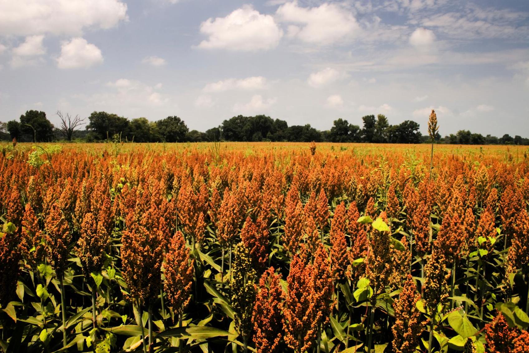 Cheap car rental in Klerksdorp Find and compare deals