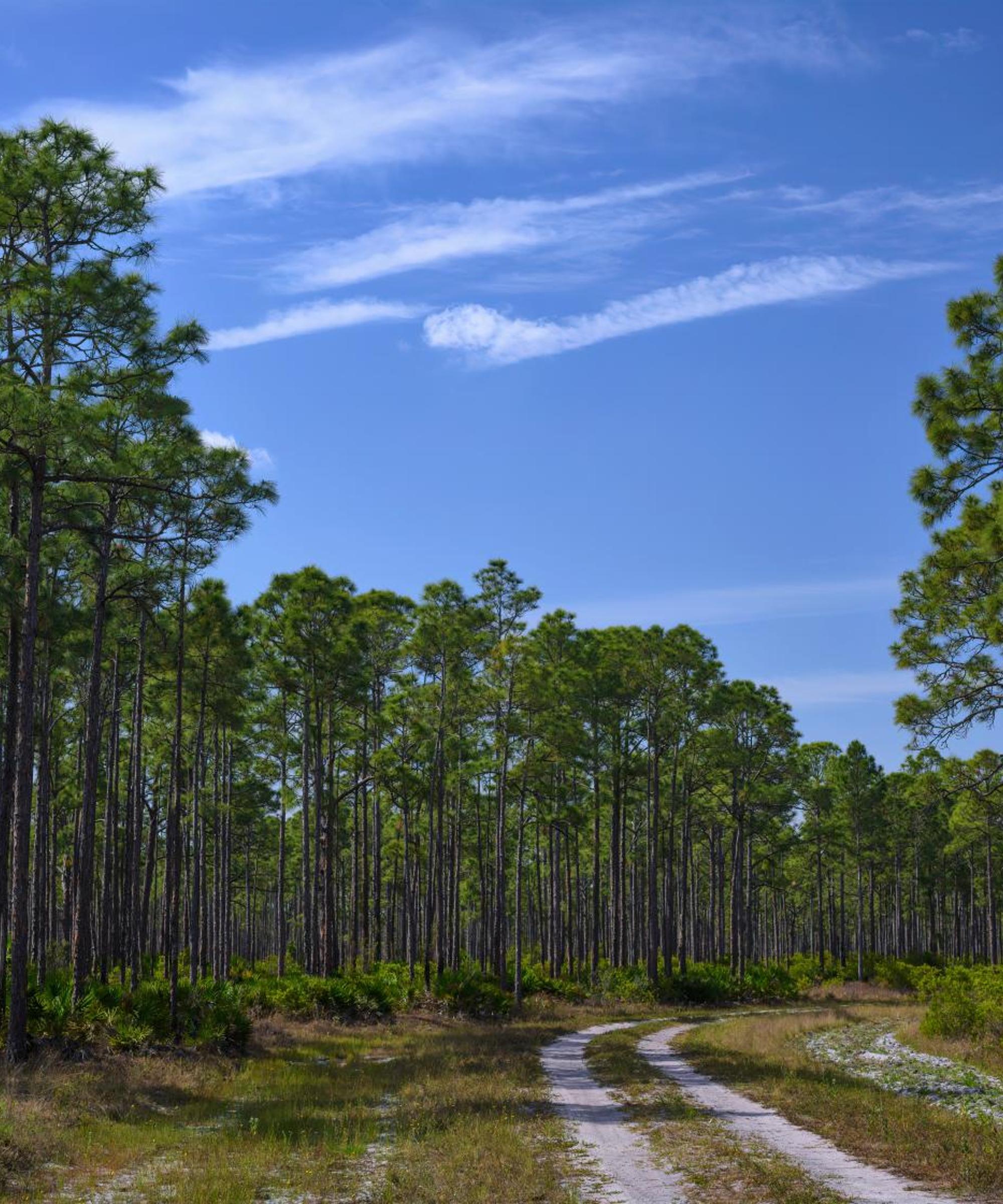 Budget Car Rental near Charlotte County Airport