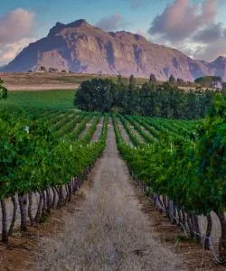 A beautiful view of Stellenbosch – a popular city among our users