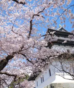 A beautiful view of Hakodate – a popular city among our users