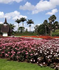 A beautiful view of Joinville