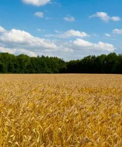 A beautiful view of Wittlich