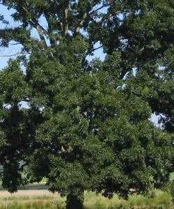 A beautiful view of Harrison serviced by Boone County Airport.