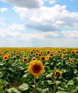A beautiful view of Tatabánya