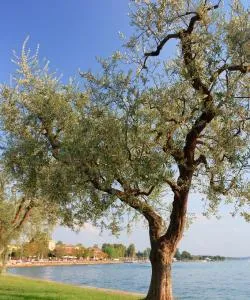 A beautiful view of Bardolino – a popular city among our users