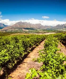 A beautiful view of Stellenbosch – a popular city among our users