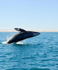 A beautiful view of Ensenada – a popular city among our users