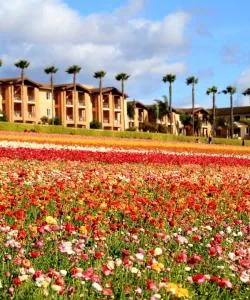 A beautiful view of Carlsbad – a popular city among our users