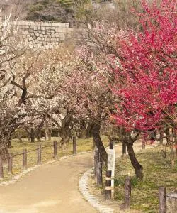 A beautiful view of Higashi-osaka