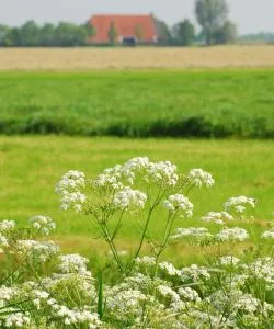 Een mooi uitzicht op Steenbergen