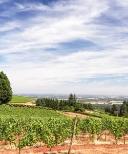 A beautiful view of Newberg