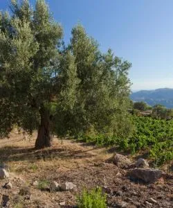 A beautiful view of Rossano