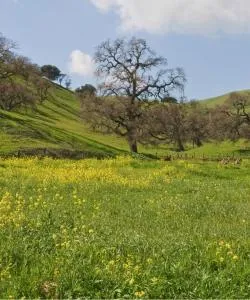 A beautiful view of Gilroy