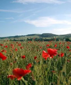 A beautiful view of Royal Wootton Bassett – city popular among our users.