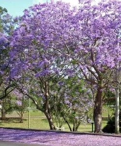 A beautiful view of Springwood.