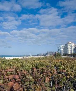 A beautiful view of Estero