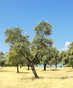 Una bonita panorámica de Aydın