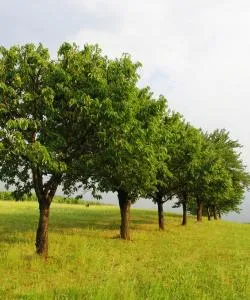 Una bonita panorámica de Pavone Canavese