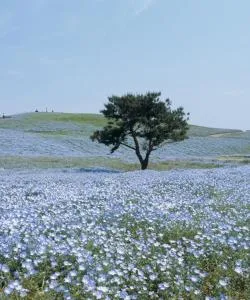 A beautiful view of Hitachinaka