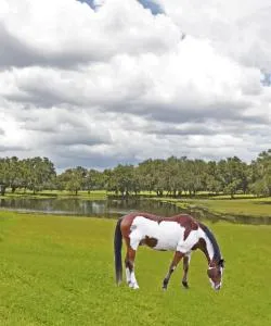 A beautiful view of Ocala