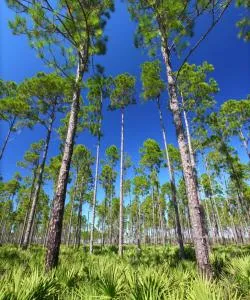 A beautiful view of Live Oak