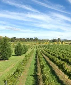 Kaunis näkymä kaupunkiin Mudgee, jonka yhteydessä Mudgee-lentokenttä sijaitsee