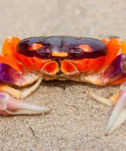 A beautiful view of Papagayo, Guanacaste – city popular among our users.