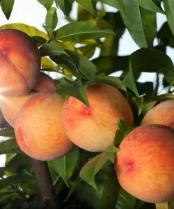 Ein schöner Blick auf Brunswick, erreichbar über Flughafen Brunswick Golden Isles Airport