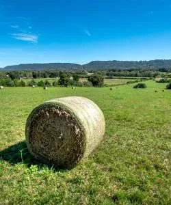 A beautiful view of Starkville.