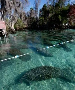 A beautiful view of Crystal River