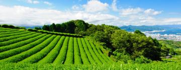 Guest Houses in Shizuoka