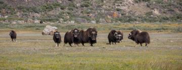 Flights to Kangerlussuaq