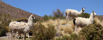 Vols Madrid - Cochabamba	