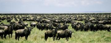 Hoteles en Parque Nacional del Serengeti