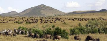 Things to do in Masai Mara