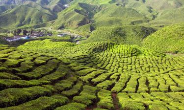 Homestays in Cameron Highlands