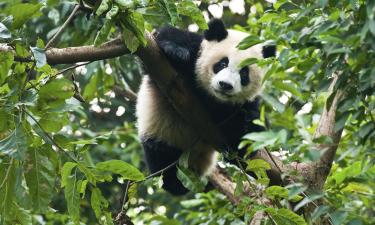 Mga flight papuntang Chengdu