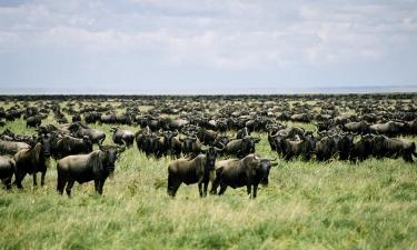 Vacaciones baratas en Parque Nacional del Serengeti