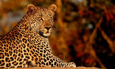 Lodges in Timbavati Game Reserve