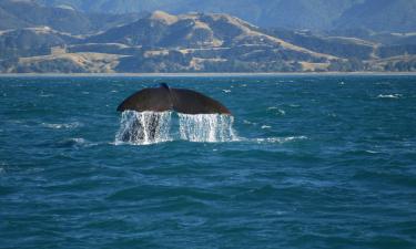 B&Bs in Kaikoura