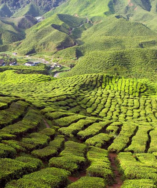 Cameron Highlands şehrinden güzel bir manzara