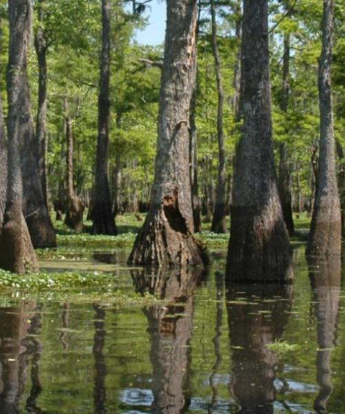 Una bonita panorámica de Opelousas