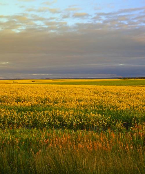 Piękny widok na miasto Portage La Prairie