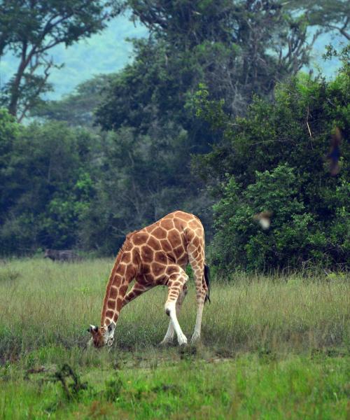 Fallegt útsýni (Mbarara)