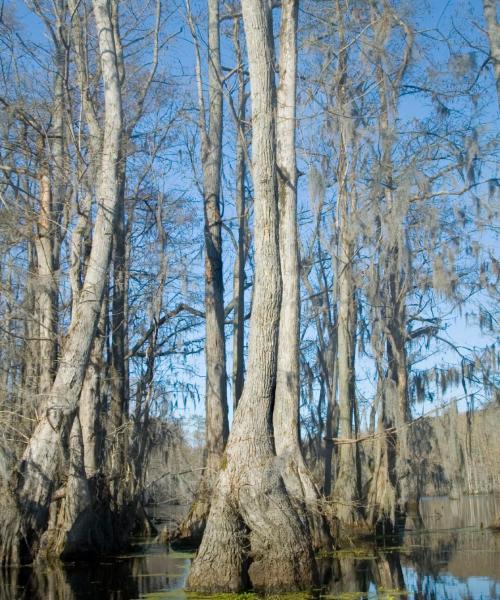 Una panoràmica bonica de West Monroe