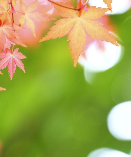 A beautiful view of Kashiwa