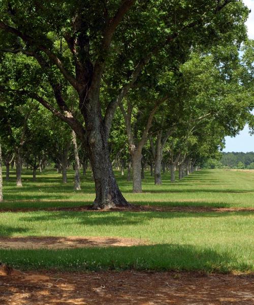 Una bonita panorámica de Cordele