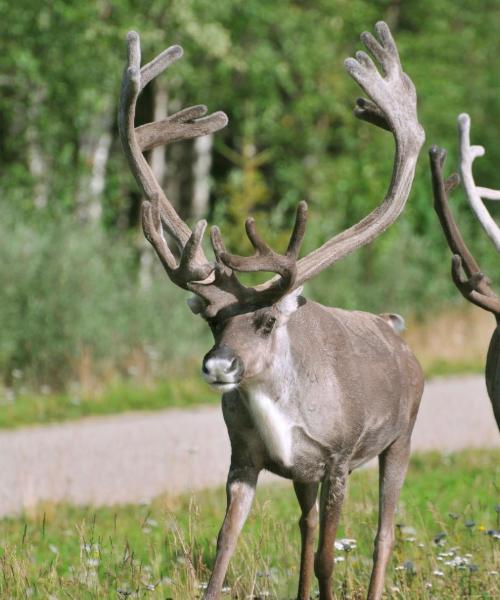 Ein schöner Blick auf Napapiiri